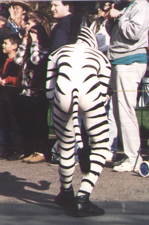 [zebra1.jpg]