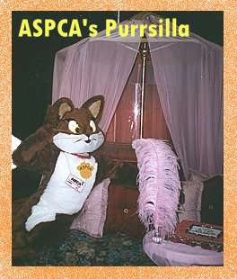 [aspcacat.jpg]