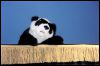 [Tiresta MFF2001 Panda2]