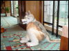 [Cat MFF2002 26]
