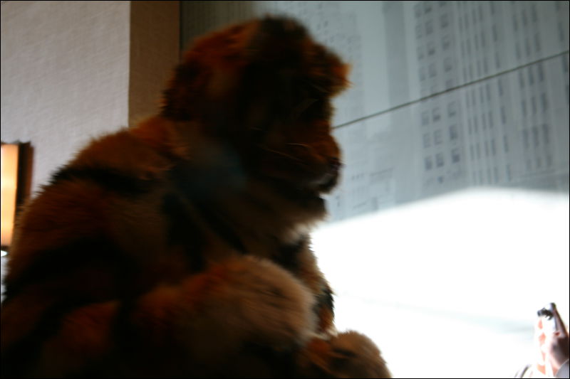 [StuntTiger_MFF2009_161.jpg]