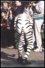 [zebra1]