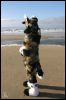 [daiquiri beach seadog]