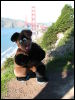 [20040121 Junkvist GGBridge 30]