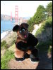 [20040121 Junkvist GGBridge 31]