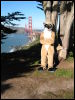 [20040121 Junkvist GGBridge 45]