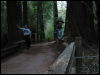 [20040121 Junkvist MuirWoods 13]