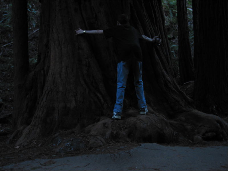 [20040121_Junkvist_MuirWoods_14.jpg]