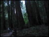 [20040121 Junkvist MuirWoods 15]